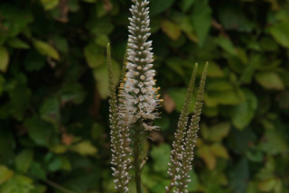 Veronicastrum virginicum 'Pink Glow'  bestellen